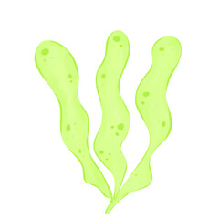 Watercolor Thin Leaf Seaweed