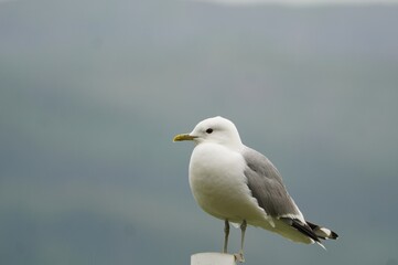 Seagull Sitting on Post in Norway