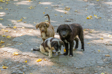 Three curious puppies stand on a leaf-strewn pavement under soft natural light.
