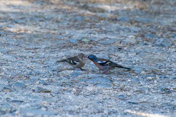 Two birds of common chaffinch interact on rocky ground, with one appearing to feed the other in a tender moment.