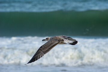 A seagull soars above foamy ocean waves, its wings outstretched in graceful mid-flight.