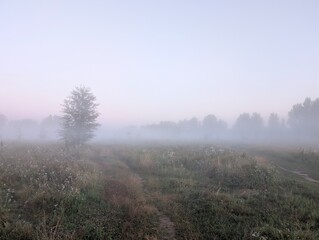 Golden morning fog embraces wildflowers at sunrise in harmony.