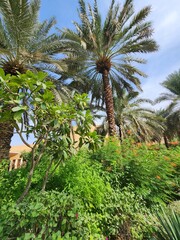 Obraz premium Step into the tranquility of a modern Arabian night with this stunning collection of park images. Each photo captures the serene and almost magical ambience of an urban oasis after dark.