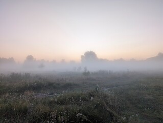 Golden morning fog embraces wildflowers at sunrise in harmony.