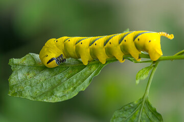 Oruga de esfinge calavera africana