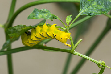 Oruga de Acherontia atropos en una planta