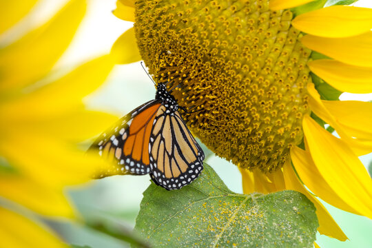 Girasoles y mariposa monarca