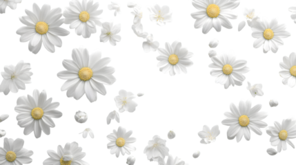 Delicate white daisies scatter gracefully creating a fresh, natural, and airy floral arrangement perfect for spring isolated on white background