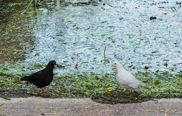 Diversity in nature two pigeons on boat ramp one black the other white