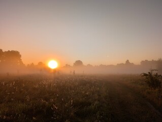 Golden morning fog embraces wildflowers at sunrise in harmony.