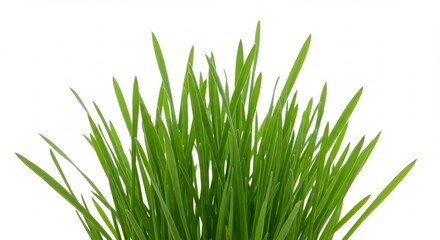 Vibrant green grass blades shine brightly against a stark white background. AI Generated