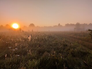Golden morning fog embraces wildflowers at sunrise in harmony.