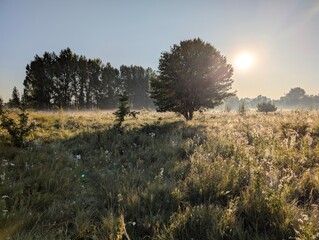 Golden morning fog embraces wildflowers at sunrise in harmony.