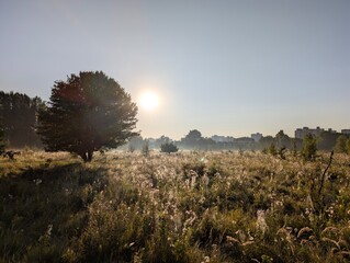 Golden morning fog embraces wildflowers at sunrise in harmony.
