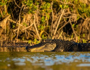 Alligator resting in marsh