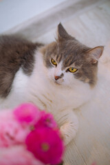 cat