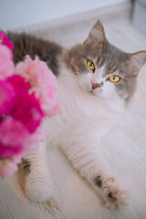 cat with pink roses