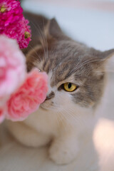 cat with pink flower