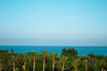 tropical beach with palm trees