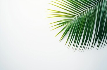 Obraz premium Tropical Palm Leaf on White Background with Copy Space