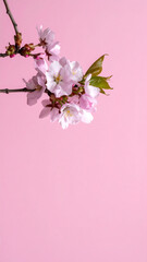 Delicate cherry blossom branch with soft pink petals against pink background