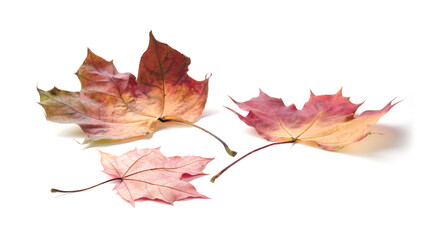 Autumn orange leaves falling down Isolated on white background