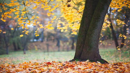 A autumn tree with yellow leaves is in a field. The tree is the main focus of the image