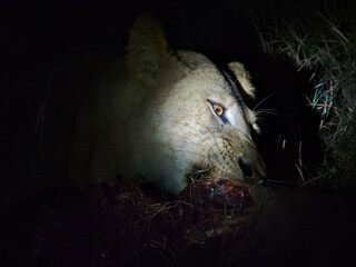 Lion Feeding on Prey at Night 