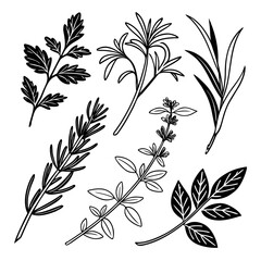 Botanical herbs and spices illustration set vector drawing for culinary design and herbal medicine concept