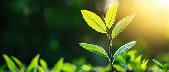 Obraz premium Young green plant growing in sunlight