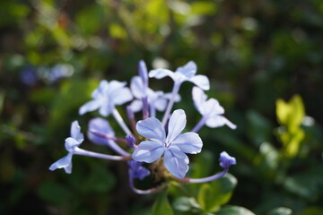 Blue Cape leadwort (Plumbago auriculata) in the afternoon glow