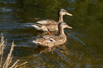 A serene nature scene featuring two ducks gliding across a tranquil body of water. Their brown and tan plumage is highlighted by soft ripples and gentle reflections,creating a peaceful wildlife moment