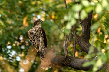 A young sparrowhawk sits on a tree branch in a dense deciduous forest and screams with its beak open.
