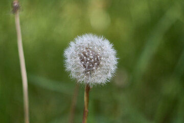 A detailed macro shot of a dandelion in its seed stage, showcasing the delicate white fluff and radial symmetry of the seed head.