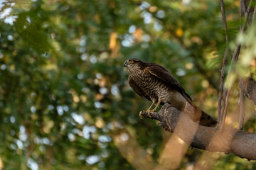 A young Eurasian sparrowhawk (also - sparrowhawk), or little sparrowhawk (Accipiter nisus) sits on a tree branch in a dense deciduous forest and looks intently at the camera.