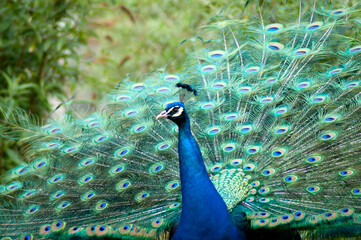 Obraz premium peacock with feathers out