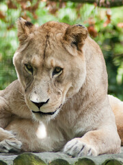 portrait of a lioness