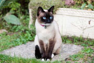 Snowshoe cat sitting, blue eyes © bonnita
