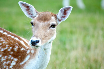 Obraz premium white tailed deer