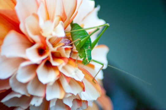Grasshopper closeup