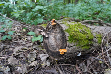 Mushrooms growing on a dead trunk in the woods