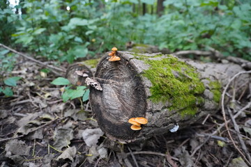 Mushrooms growing on a dead trunk in the woods
