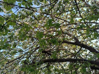 Blossoming Apple Tree Canopy Under Blue Sky