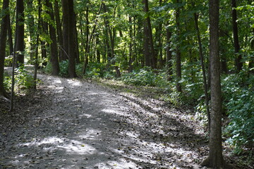 Fototapeta premium path in the forest on a sunny afternoon