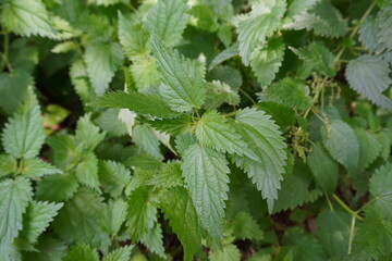 Nettle plant in the forest