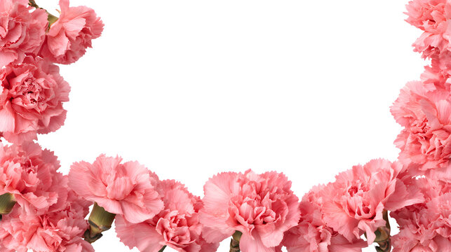 A delicate border made from blooming pink carnation flowers, forming an elegant floral frame, isolated on a white background