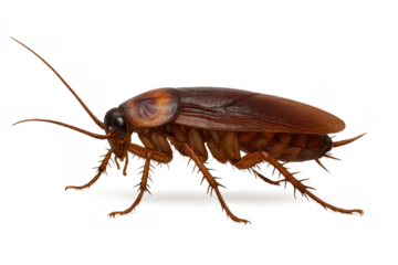 Australian cockroach crawling on transparent background