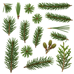Detailed overhead macro shot of distinct evergreen needles (pine, spruce, fir, hemlock, cedar) meticulously arranged side-by-side on a transparent seamless background with professional studio
