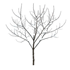 Bare deciduous tree branch with intricate dark brown twigs, slender branches, transparent snow, and delicate ice crystals, isolated on a transparent seamless background, studio-quality lighting,