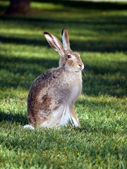 Easter Bunny